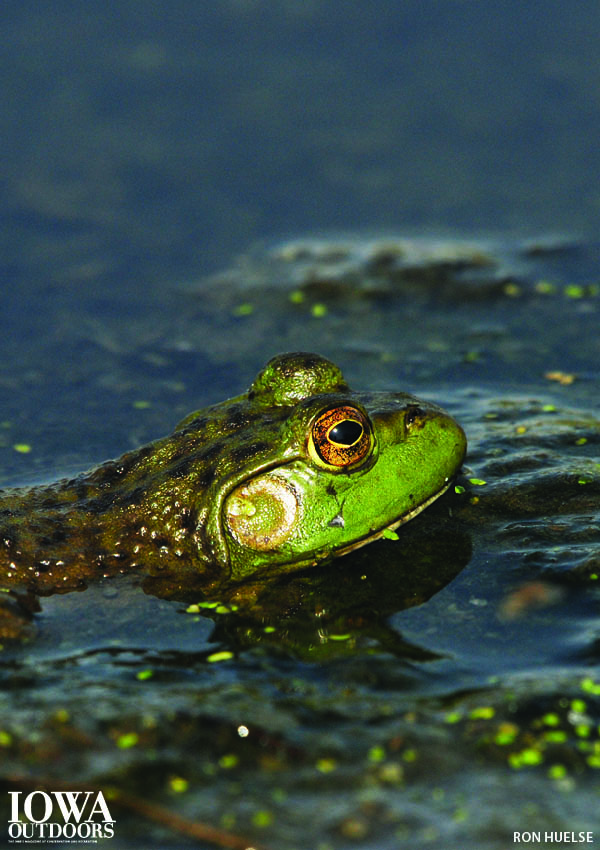 This bullfrog knows the fishing doesn't end when the sun goes down - read on about Tales from the Sundown Club | Iowa Outdoors magazine